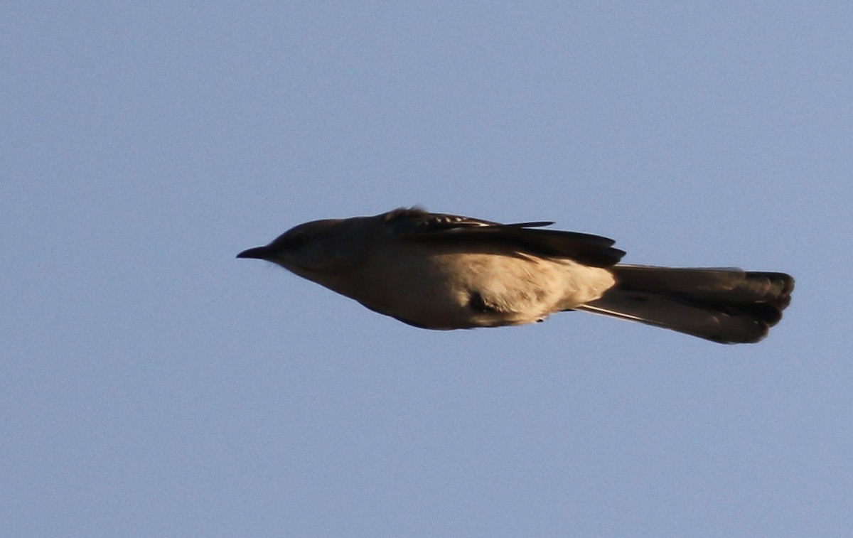 Northern Mockingbird - Tony Leukering