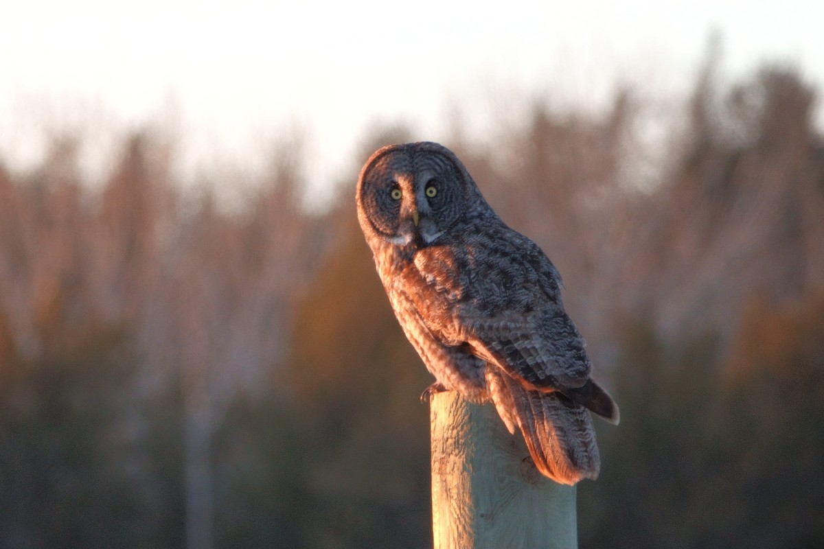 Great Gray Owl - Merle Nisly