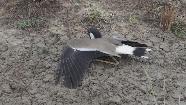 Red-wattled Lapwing - ML295586031