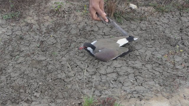 Red-wattled Lapwing - ML295586041