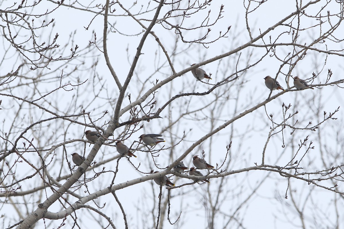 Bohemian Waxwing - ML295589101