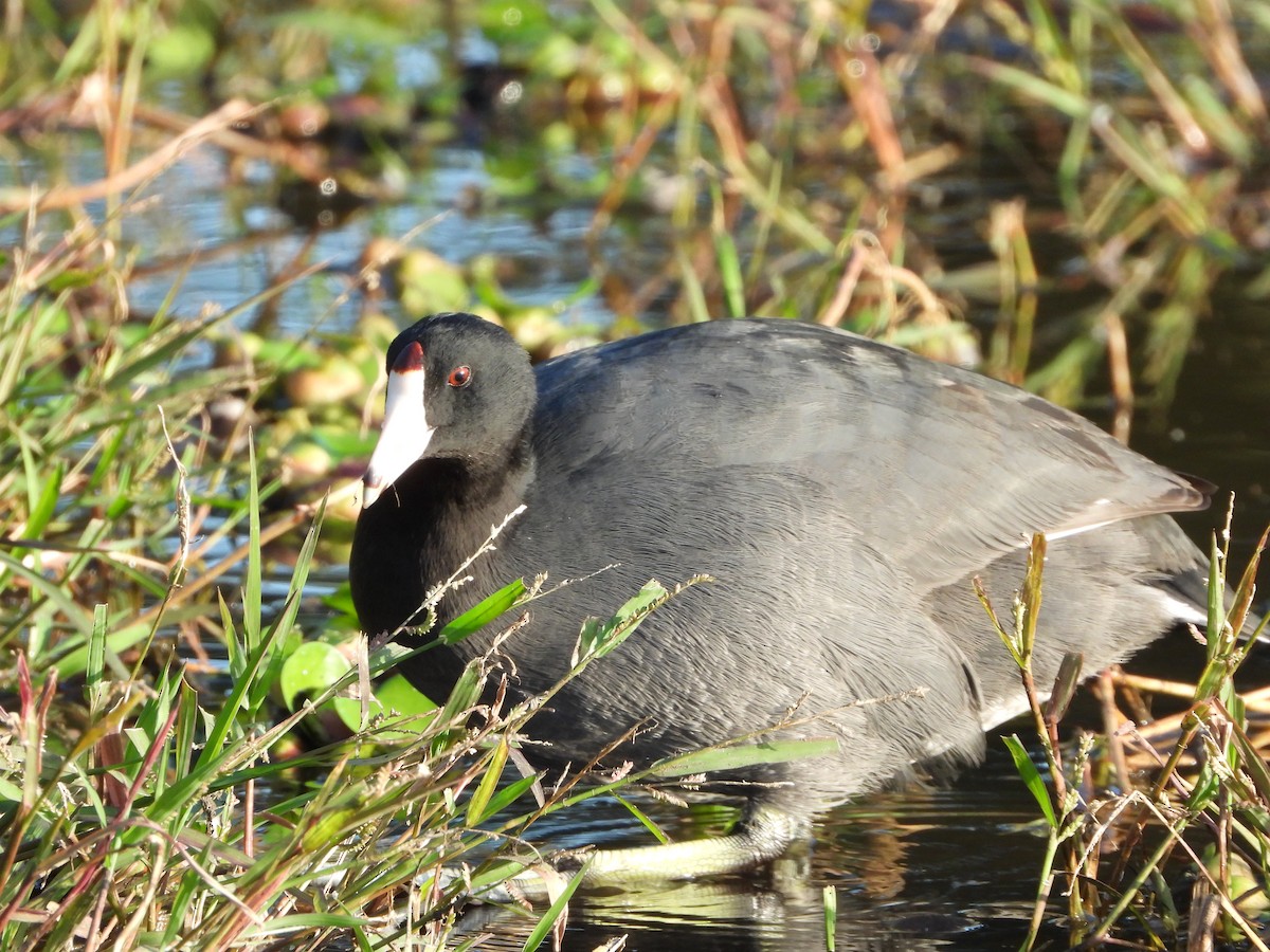 American Coot - ML295589241