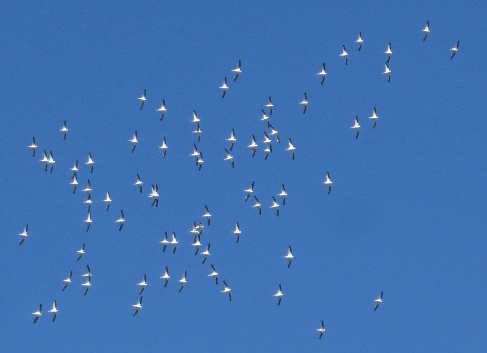 American White Pelican - ML295589531