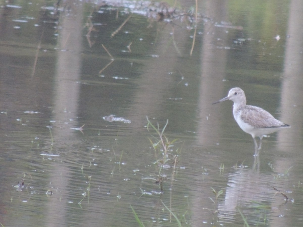 Common Greenshank - ML295593091