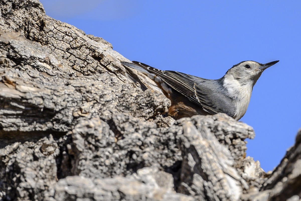 White-breasted Nuthatch - ML295595511