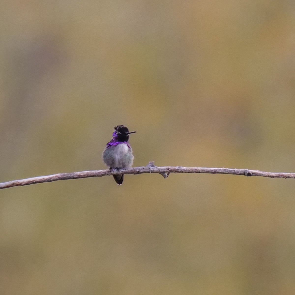 Costa's Hummingbird - ML295596131