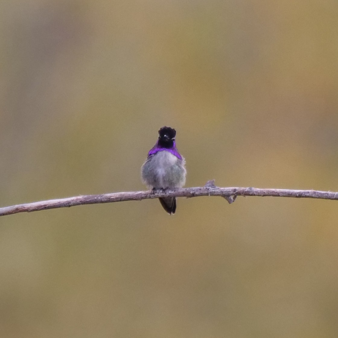 ørkenkolibri - ML295596151