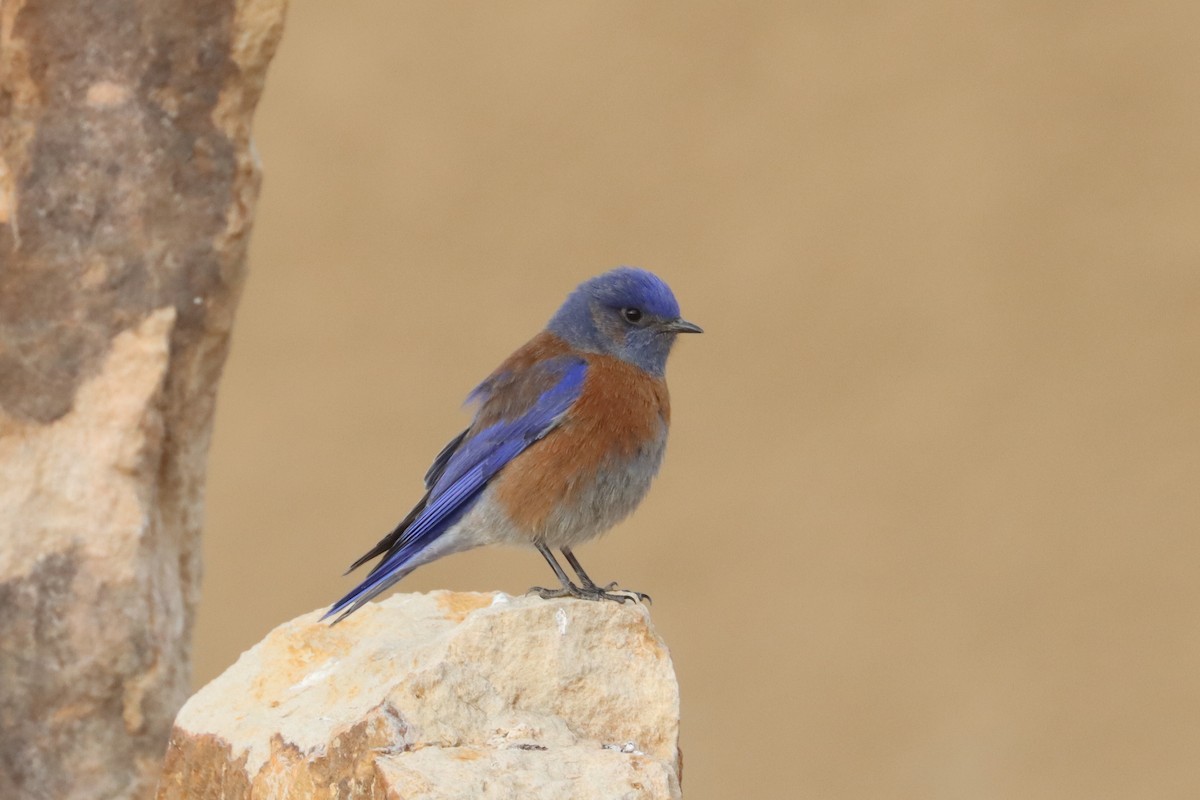 Western Bluebird - ML295596181