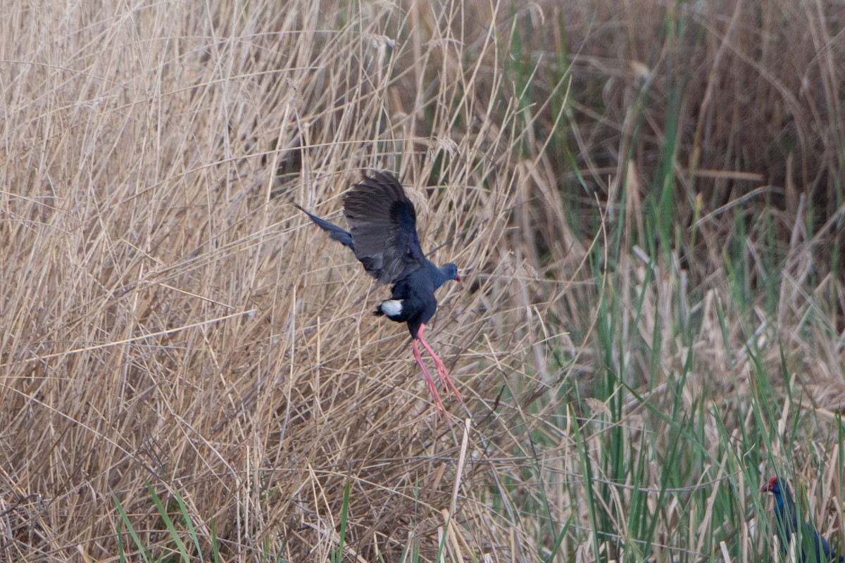 Western Swamphen - ML295601681