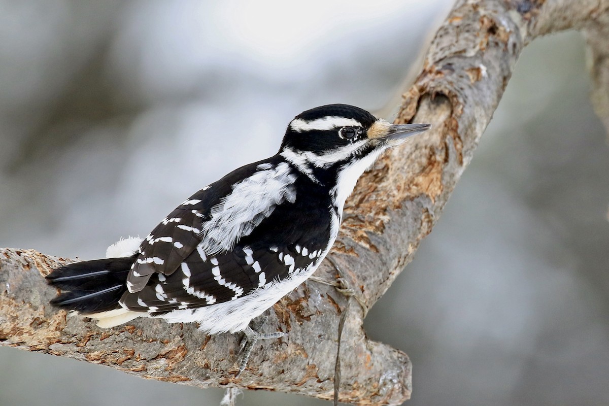 Hairy Woodpecker - ML295601921