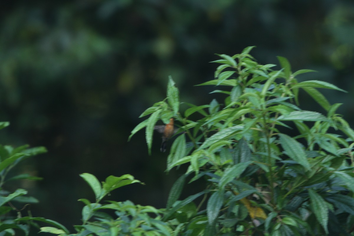 kolibřík fialovohrdlý - ML29560381
