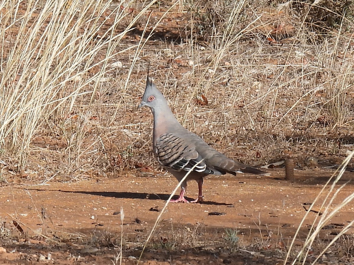 Crested Pigeon - ML295603821