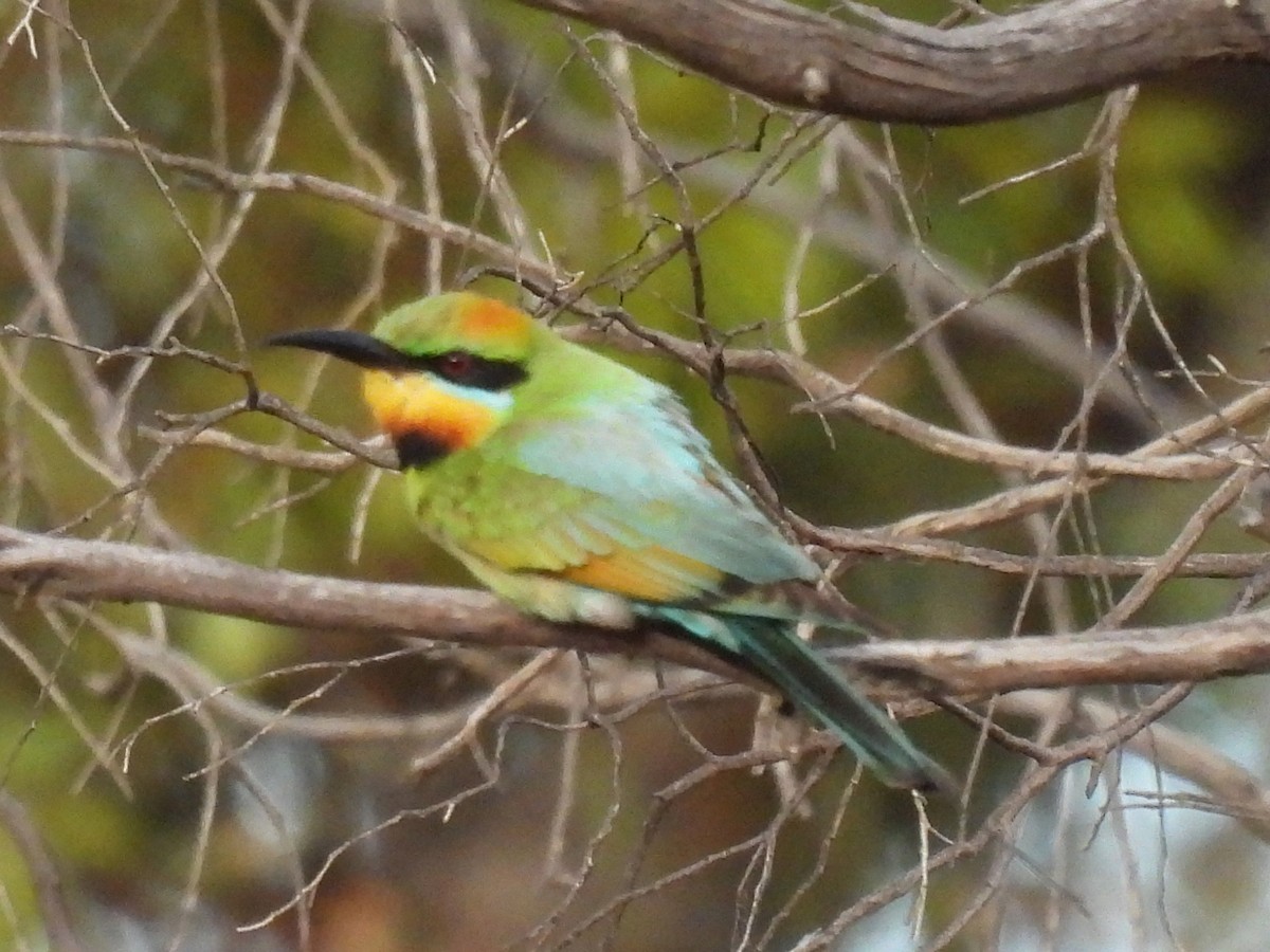 Rainbow Bee-eater - ML295603861