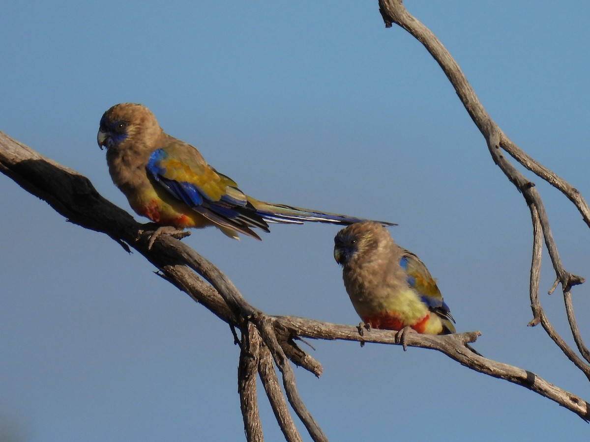 Perico Cariazul - ML295604001