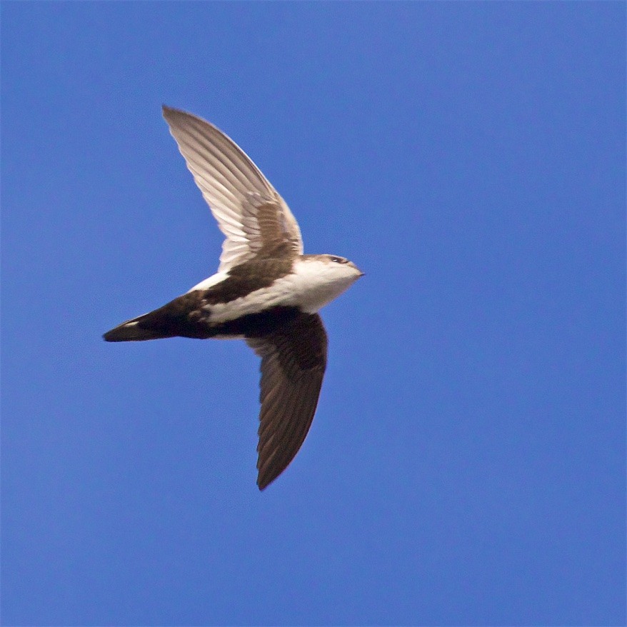 White-throated Swift - ML295605591