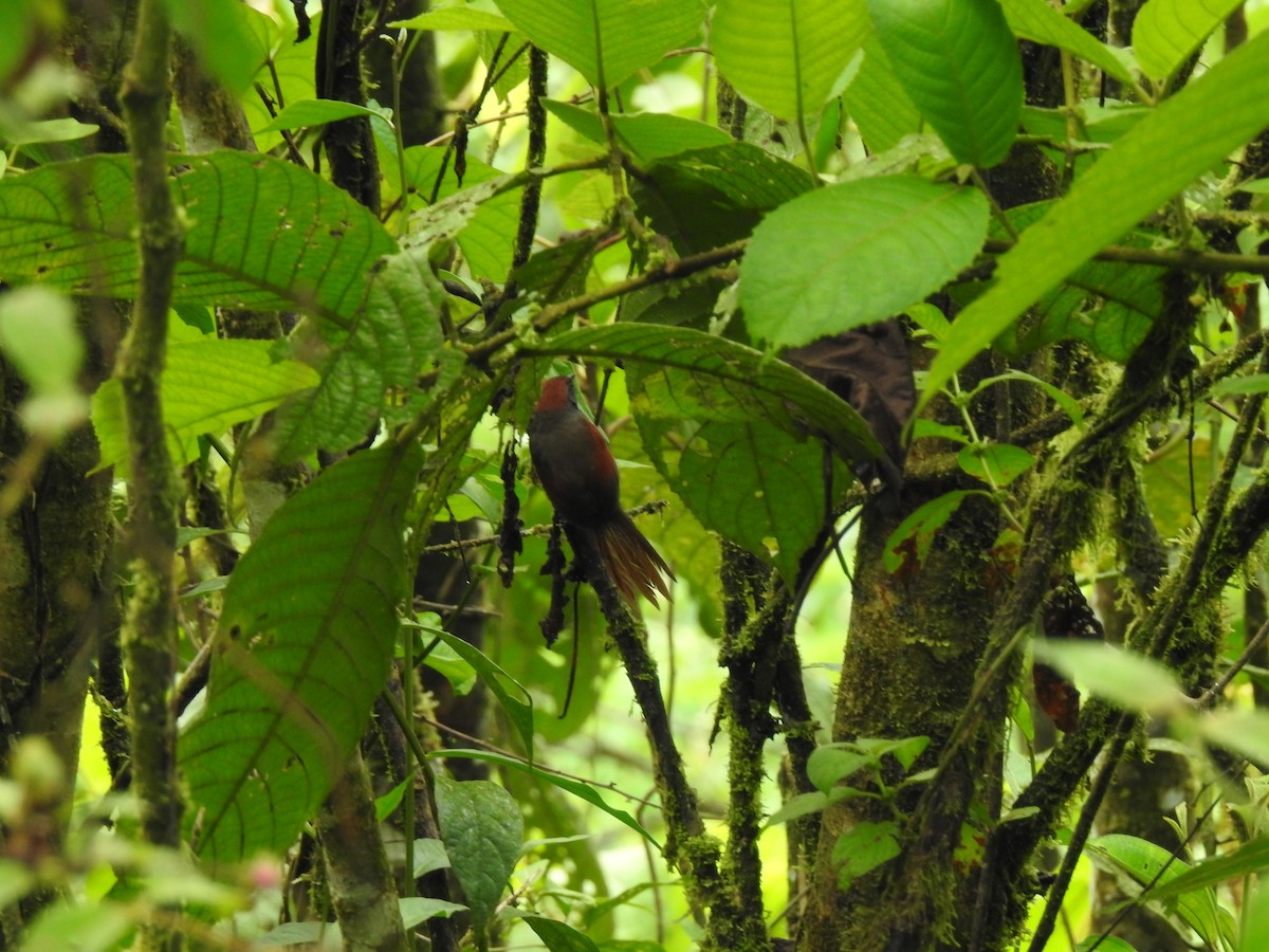 Dusky Spinetail - Jorge L. Peña