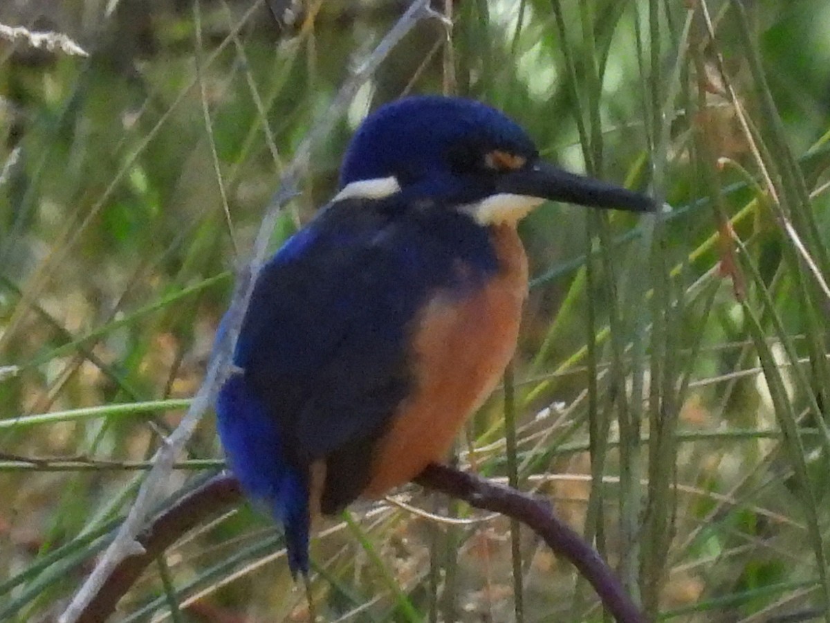 Martin-pêcheur à dos bleu - ML295606281