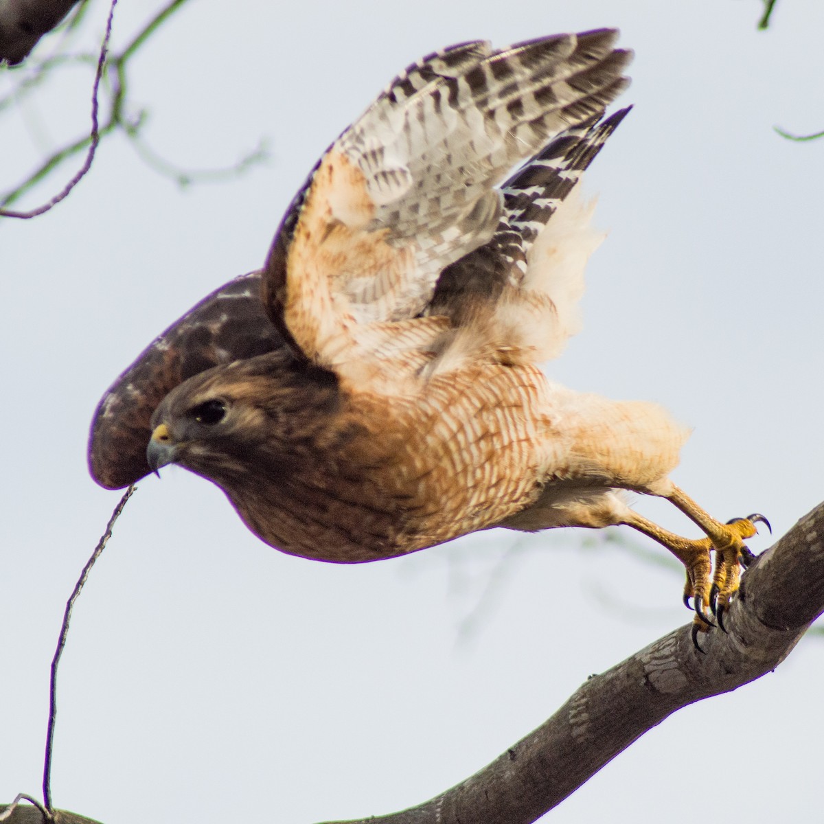 Red-shouldered Hawk - Trenton Voytko