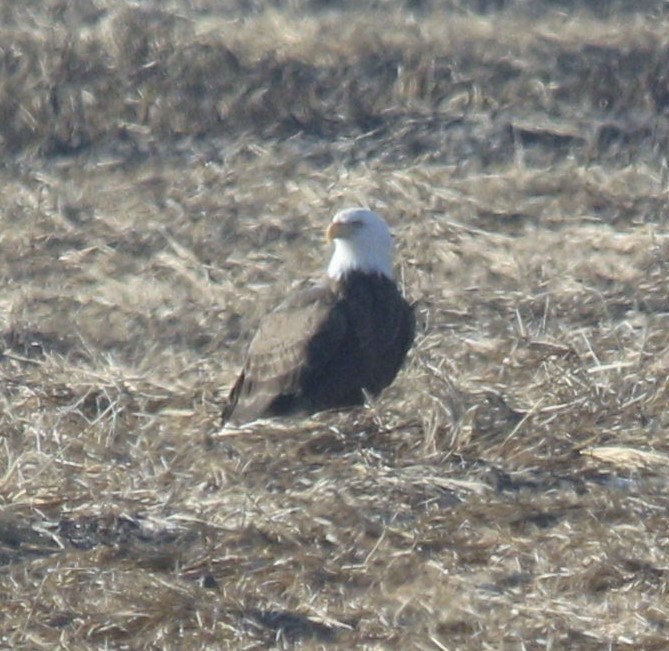 Bald Eagle - ML295611311