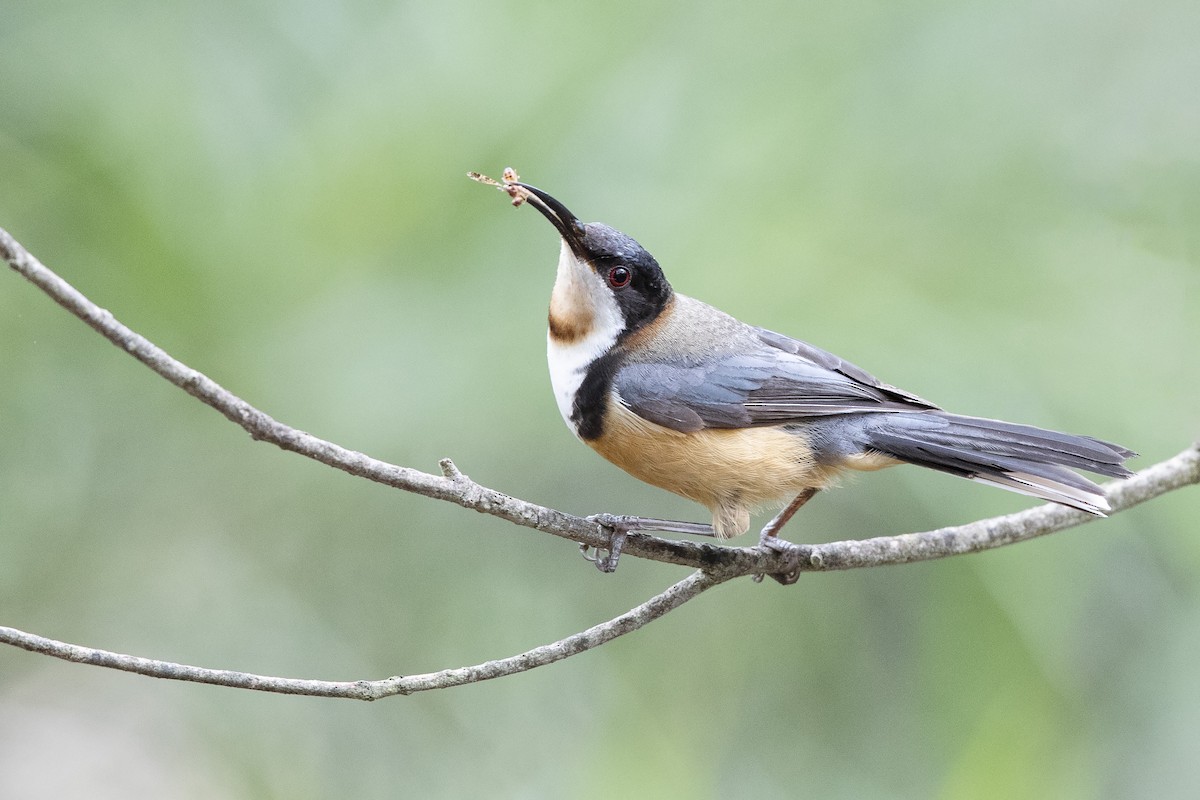 Eastern Spinebill - ML295612881