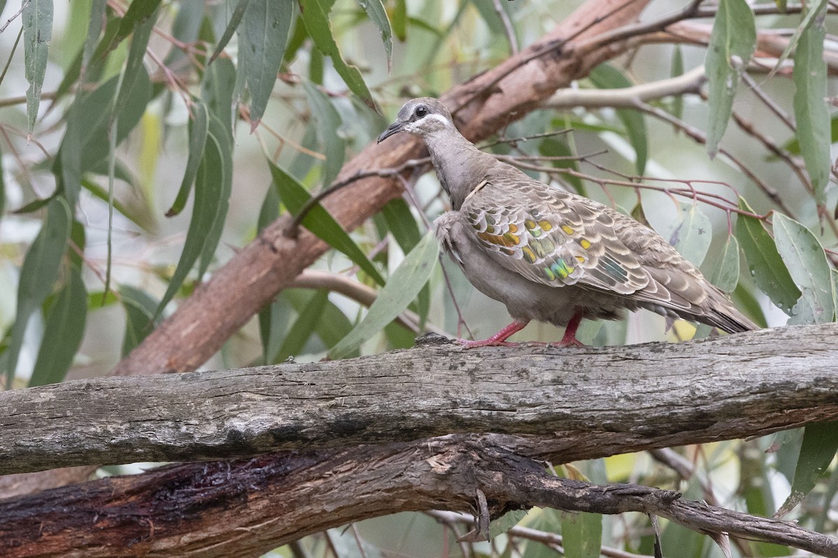 Common Bronzewing - ML295612891