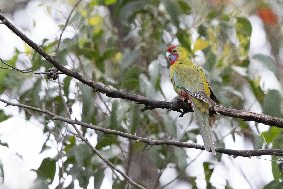 Crimson Rosella - ML295612911