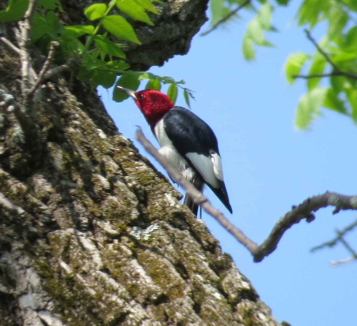 Pic à tête rouge - ML29561541