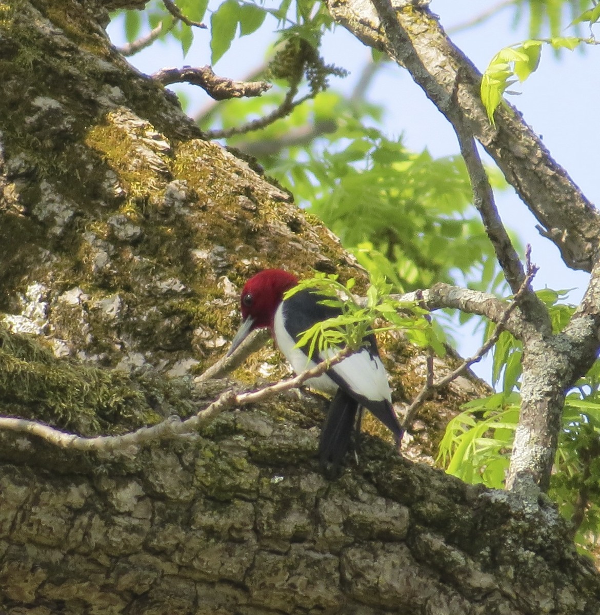 Red-headed Woodpecker - ML29561591