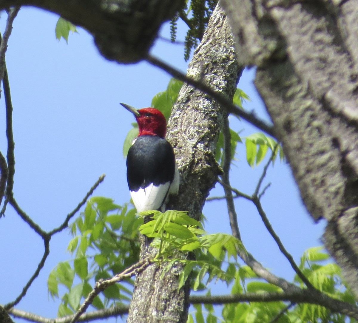 Pic à tête rouge - ML29561621