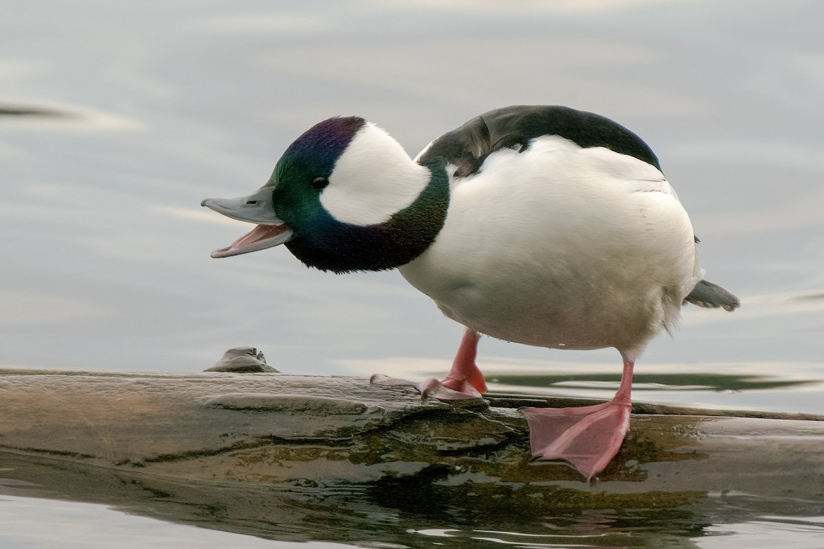 Bufflehead - ML295616351
