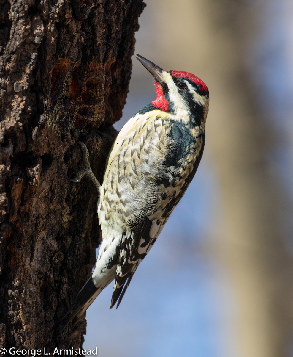 Yellow-bellied Sapsucker - ML295617141