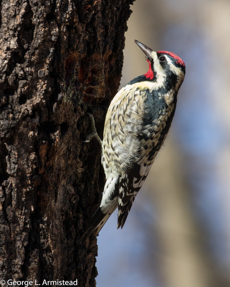 Yellow-bellied Sapsucker - ML295617151