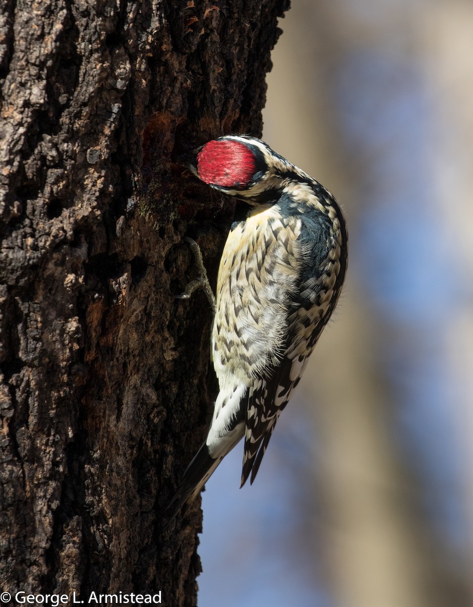 Yellow-bellied Sapsucker - ML295617161