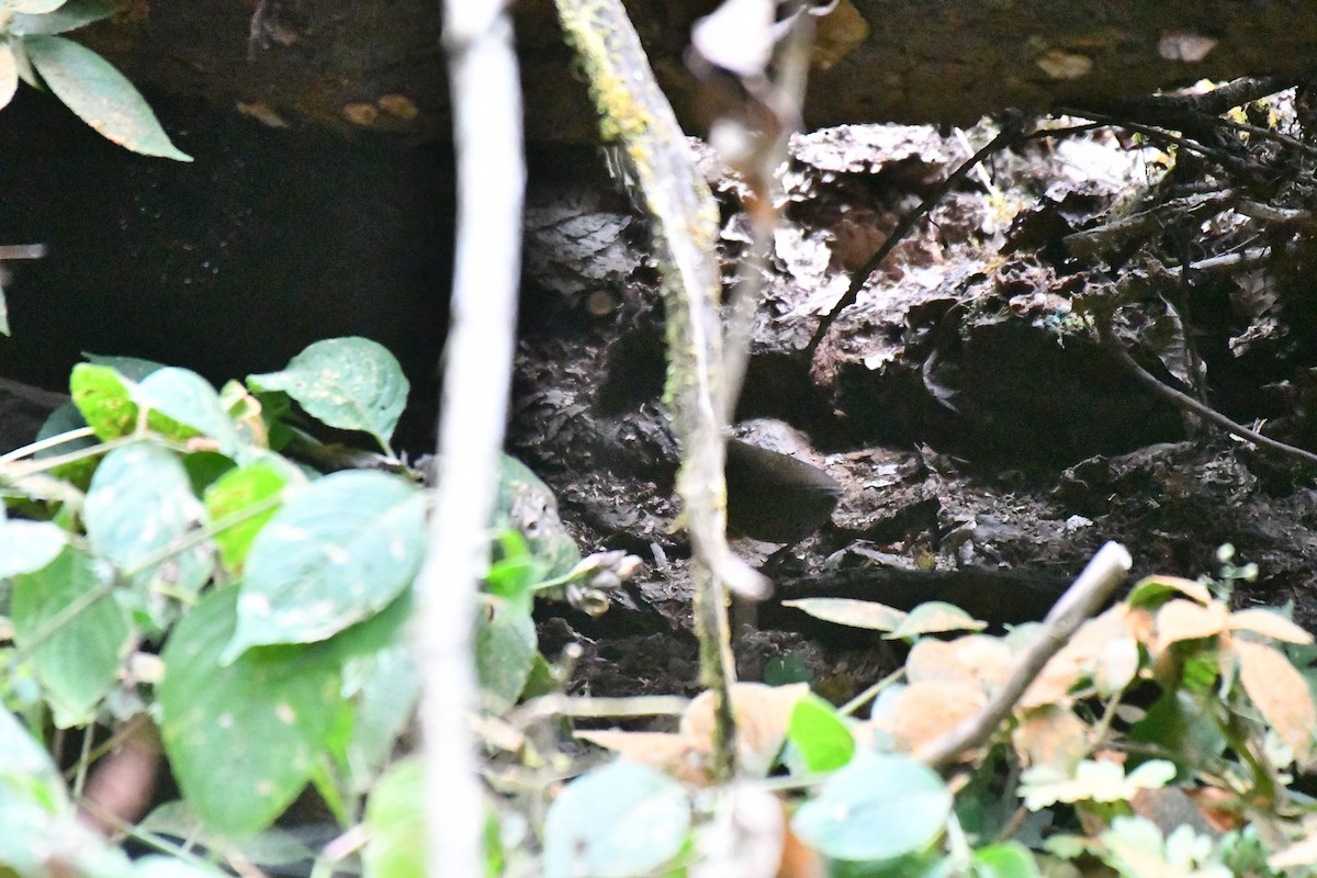 Scaly-breasted Cupwing (Himalayan) - Ian Hearn