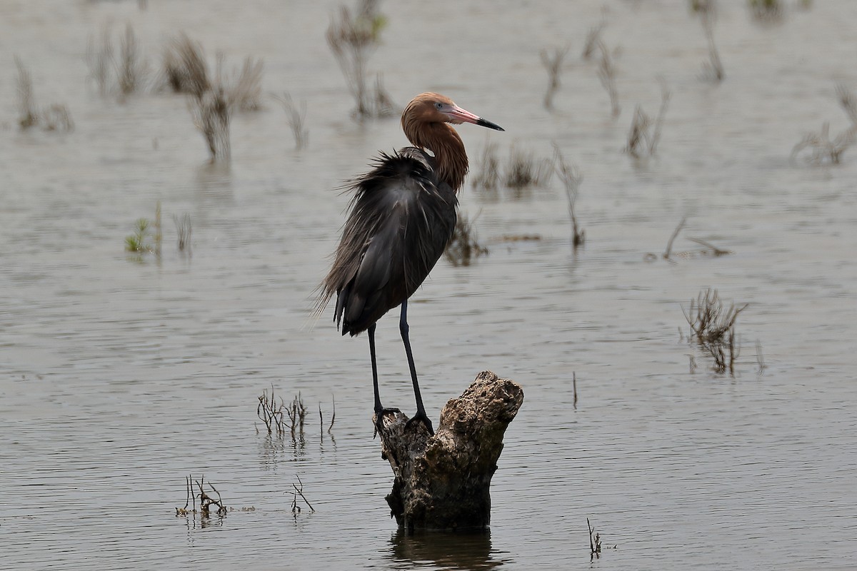 Reddish Egret - Lawrence Haller