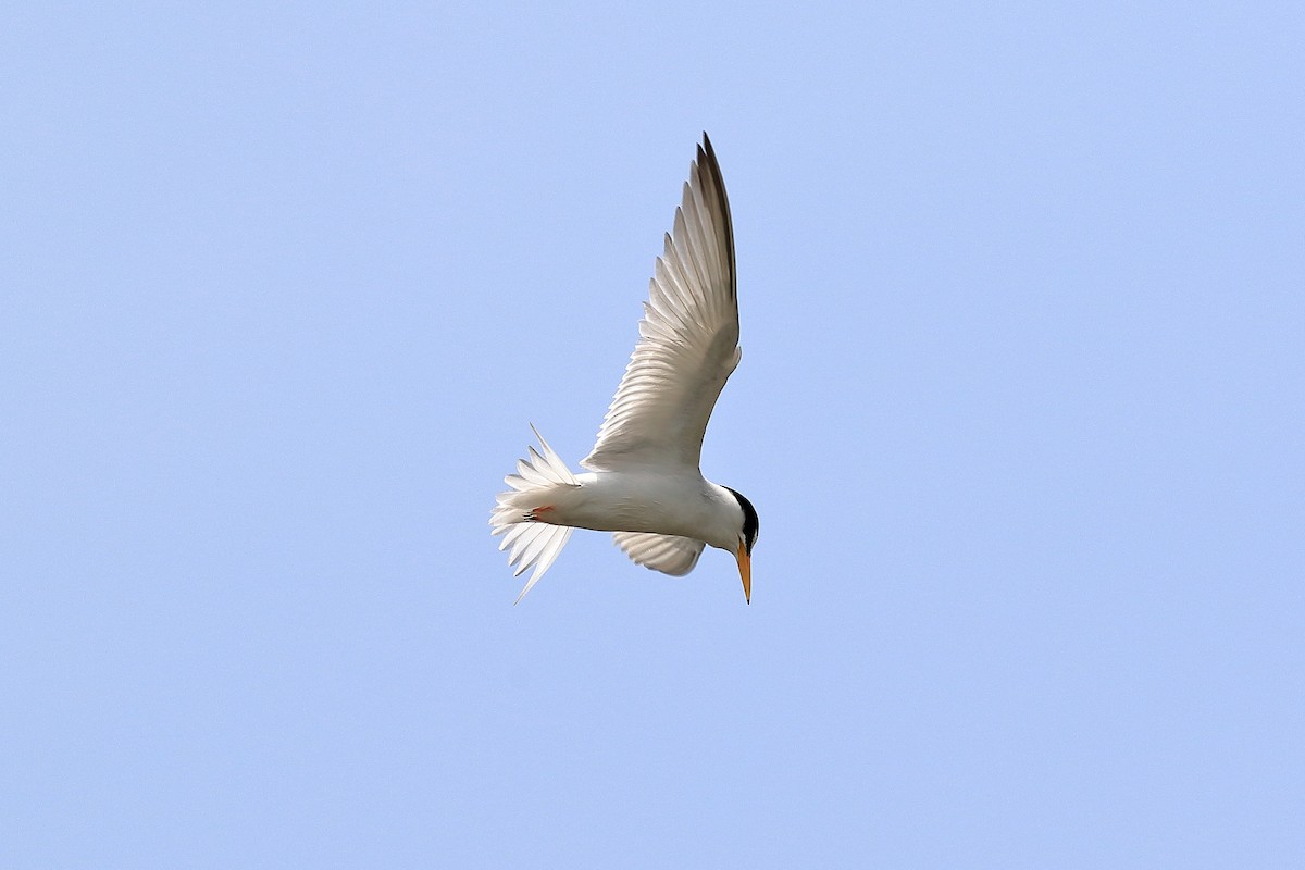 Least Tern - ML29561771