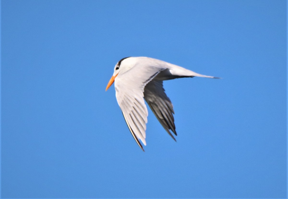 Royal Tern - ML295619911