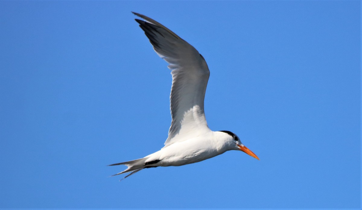 Royal Tern - ML295619931