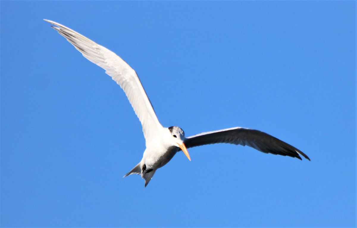 Royal Tern - ML295619941