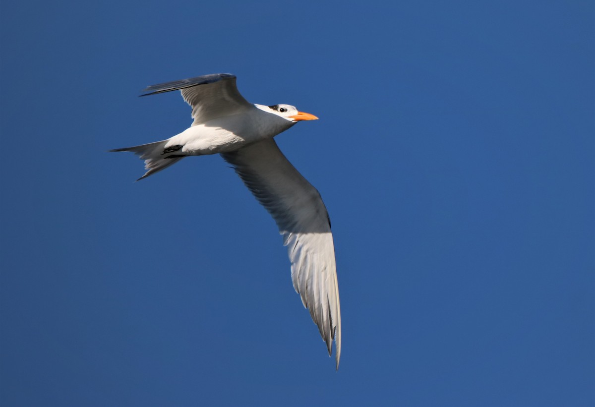 Royal Tern - ML295619951