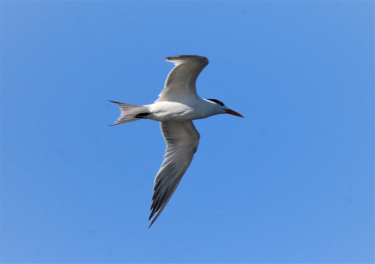 Royal Tern - ML295619961