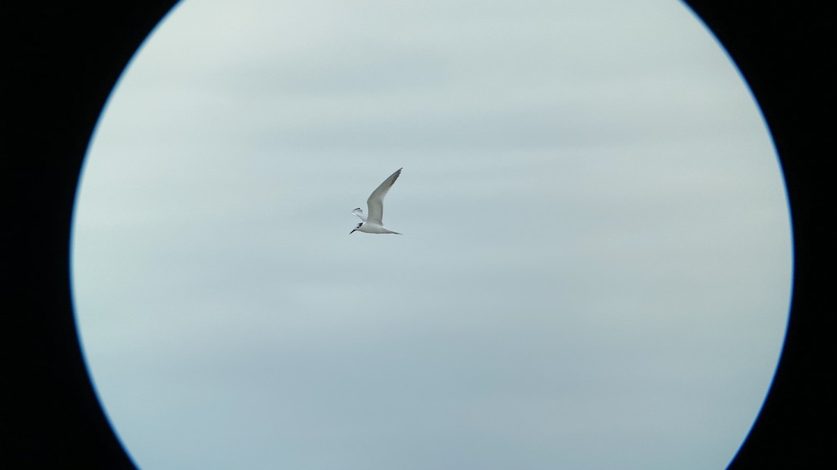 Sandwich Tern - Luis Gles