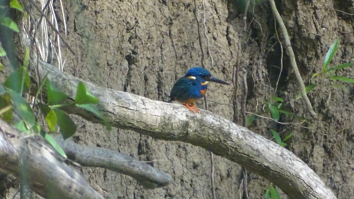 Indigo-banded Kingfisher - ML295622391