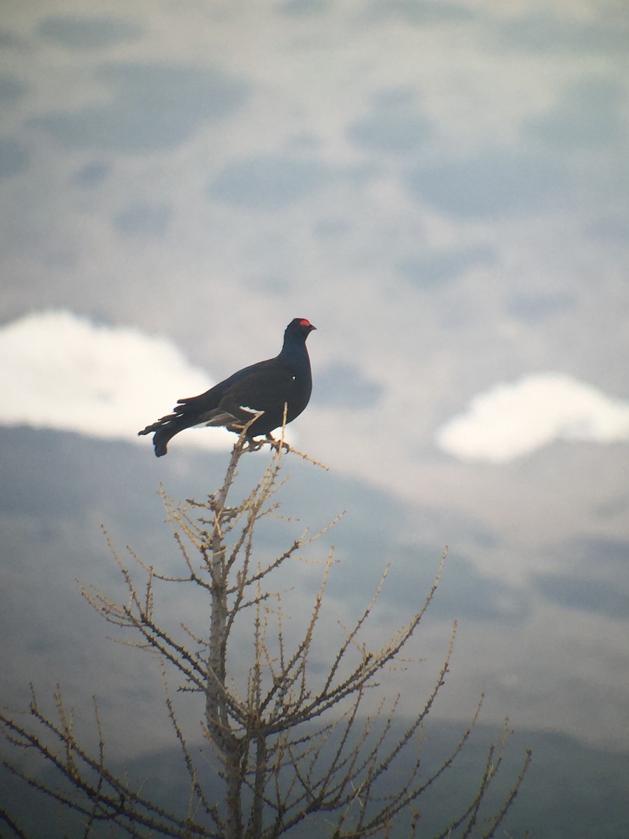 Black Grouse - ML29562301