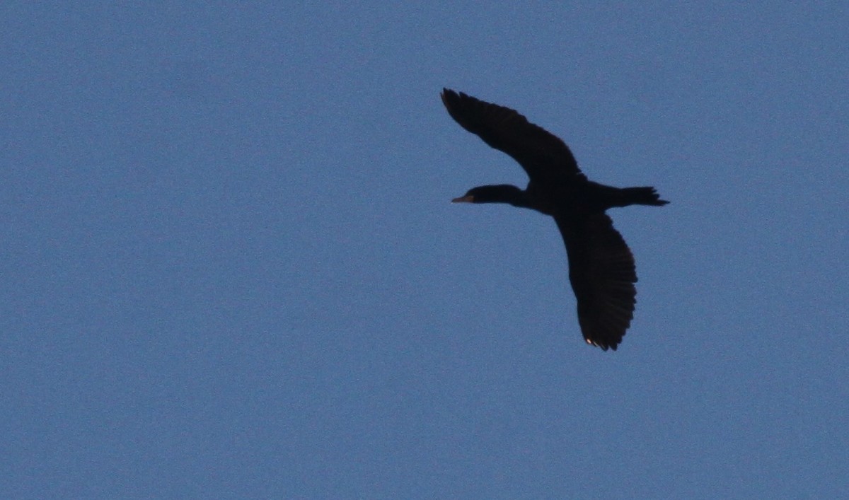 Neotropic Cormorant - Kendall Watkins