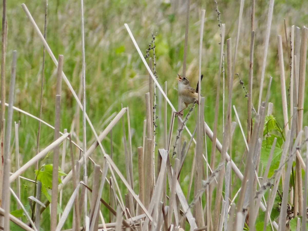 Sedge Wren - ML29562321