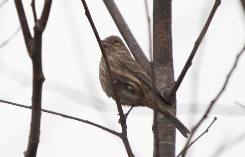 House Finch - ML295623931