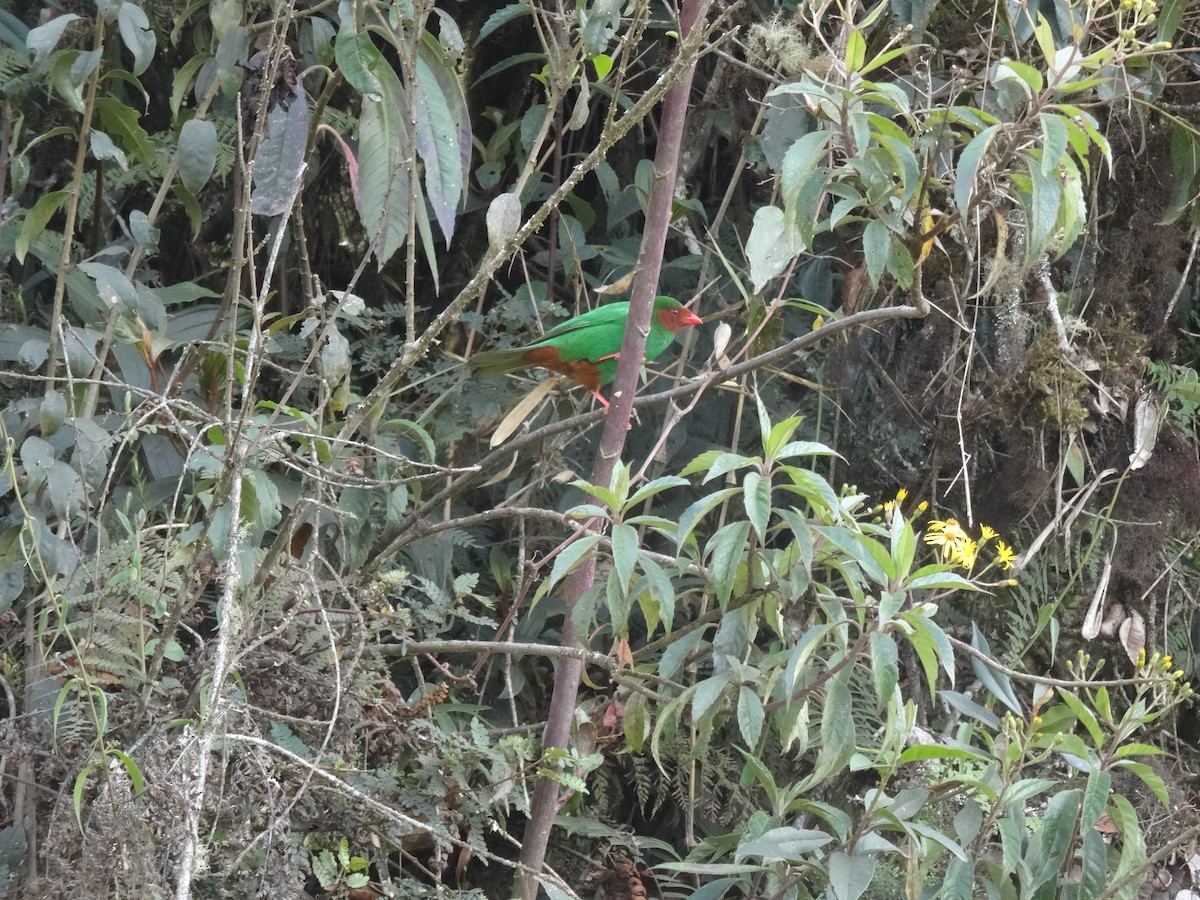 Grass-green Tanager - Sean McElaney