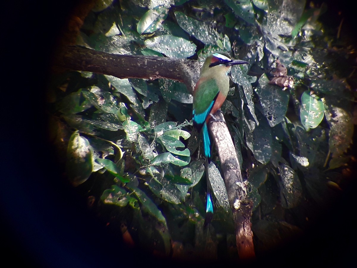 Turquoise-browed Motmot - Benjamin Rivera Birding Tour Guide