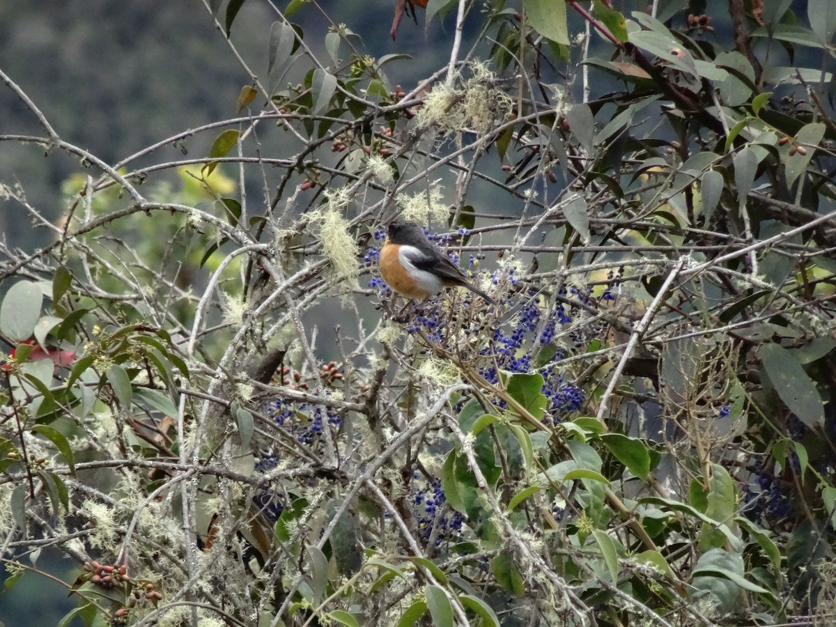 Black-throated Flowerpiercer - Sean McElaney